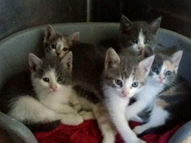 Tanti micetti!